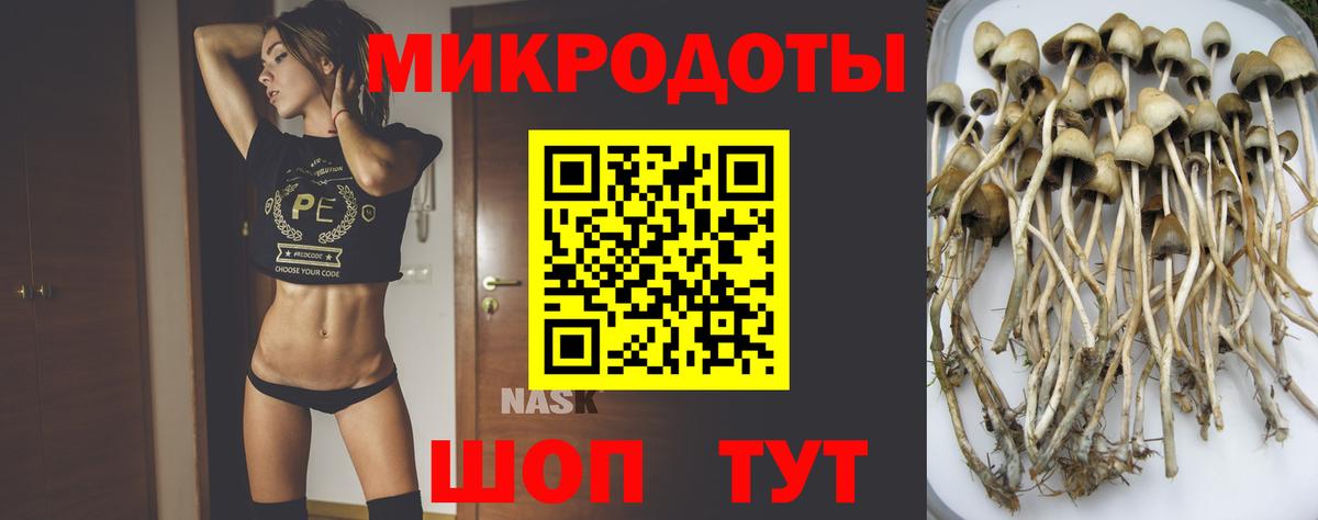 Галлюциногенные грибы Psilocybe Коряжма